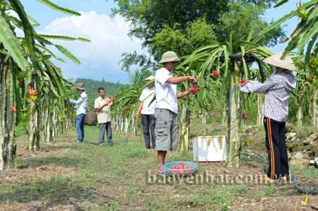 Nghị quyết chuyển đổi các diện tích đất kém hiệu quả sang trồng cây có giá trị kinh tế cao của Đảng ủy thị trấn Nông trường Nghĩa Lộ đã bước đầu mang lại hiệu quả.
